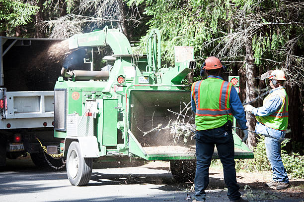 Best Weed Control  in Leachville, AR