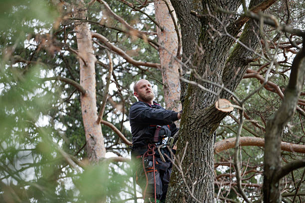 How Our Tree Care Process Works  in  Leachville, AR